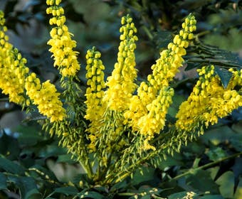 Mahonie-Strauch (Mahonia media 'Winter Sun')