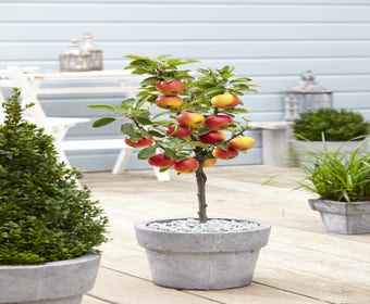 Zwerg Apfel (Malus domestica 'Mini')