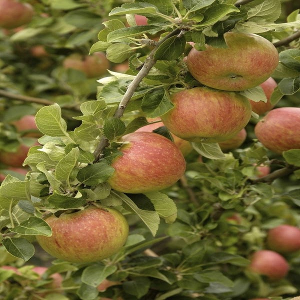 Spalier-Apfel (Malus domestica 'Alkmene')
