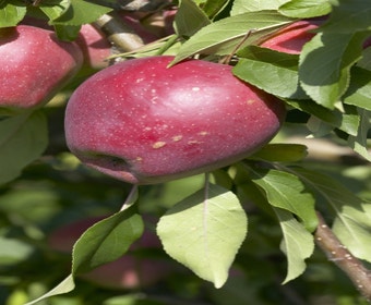 Apfelbaum (Malus domestica 'Beauty of Bath')