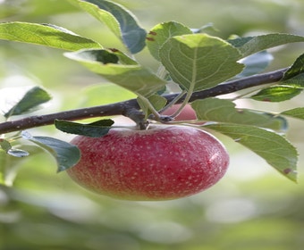 Apfelbaum (Malus domestica 'Benoni')