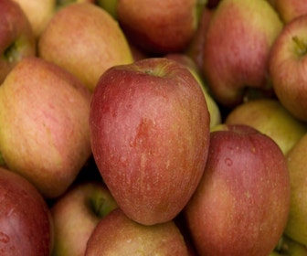 Lei-Apfel (Malus domestica 'Braeburn')