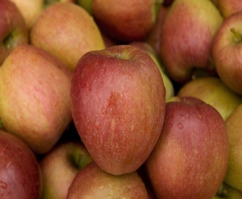 Apfelbaum (Malus domestica 'Braeburn')