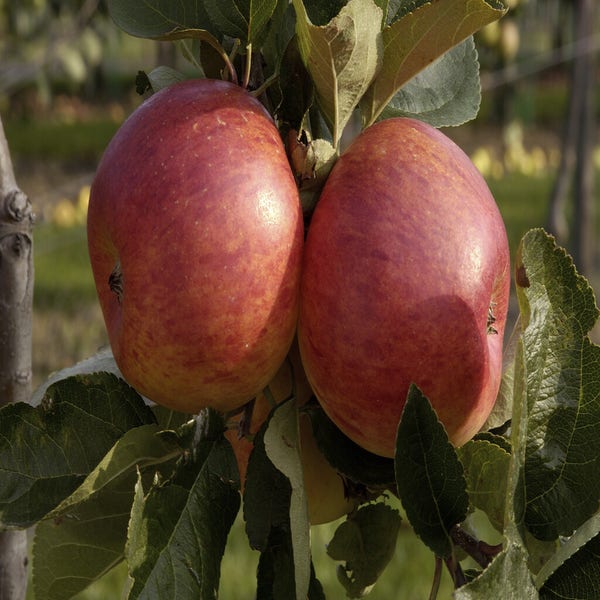 Apfelbaum (Malus domestica 'Delcorf')