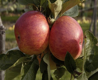Leier-Apfel (Malus domestica 'Delcorf')