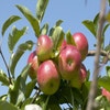 Apfelbaum (Malus domestica 'Discovery')