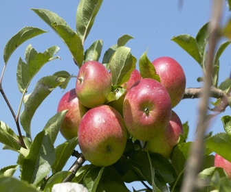 Apfelbaum (Malus domestica 'Discovery')