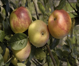 Apfelbaum (Malus domestica 'Glorie van Holland')