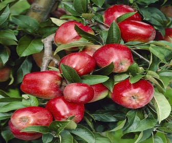 Leierapfel (Malus domestica 'Gloster')