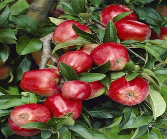 Apfelbaum (Malus domestica 'Gloster')