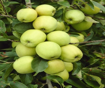 Leier-Apfel (Malus domestica 'Golden Delicious')