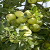 Leierapfel (Malus domestica 'Greensleeves')