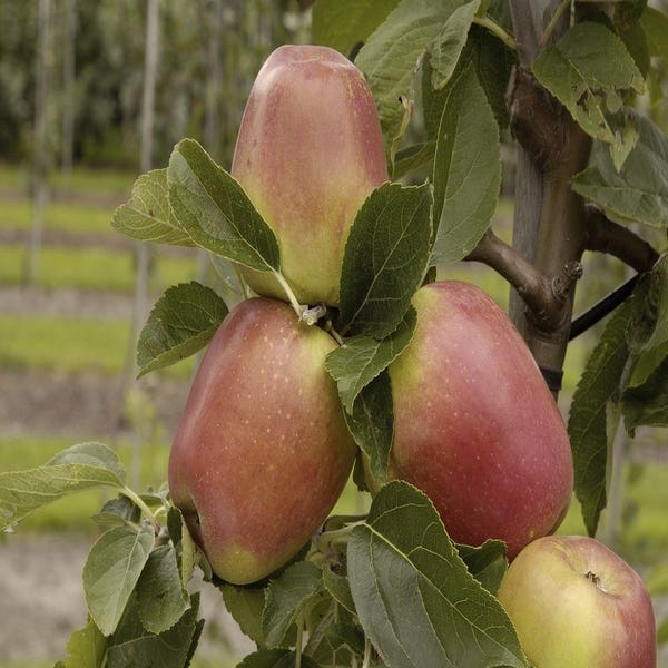 Leier-Apfel (Malus domestica 'Groninger Kroon')