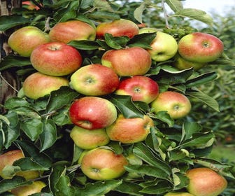 Leier-Apfel (Malus domestica 'Jonagold')