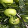 Apfelbaum (Malus domestica 'Lombarts Calville')