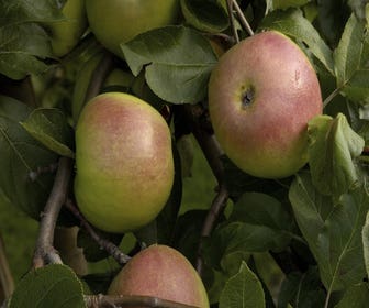 Leierapfel (Malus domestica 'Rajka')