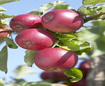Leier-Apfel (Malus domestica 'Rode Jonathan')