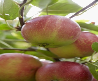 Apfelbaum (Malus domestica 'Sterappel')