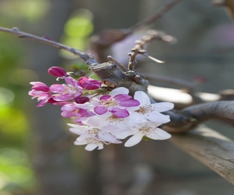 Rote Trauerapfel auf Stamm (Malus 'Royal Beauty')