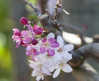 Rote Trauerapfel auf Stamm (Malus 'Royal Beauty')