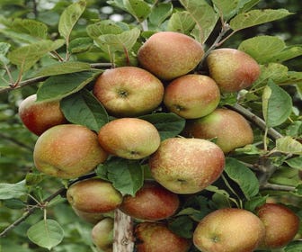 Leierapfel (Malus domestica 'Schone van Boskoop')