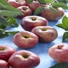 Spalier-Apfel (Malus domestica 'Zoete Ermgaard')