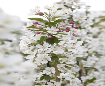 Zierapfel (Malus 'Evereste')