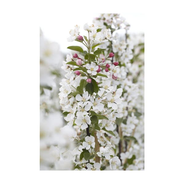 Malus 'Evereste' bloesem