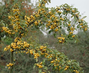 Zierapfel (Malus 'Golden Hornet')