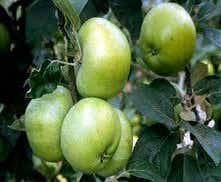 Leierapfel (Malus domestica 'Grenadier')
