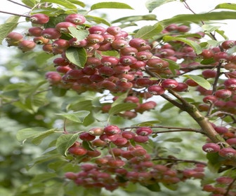 Zierapfel (Malus 'John Downie')
