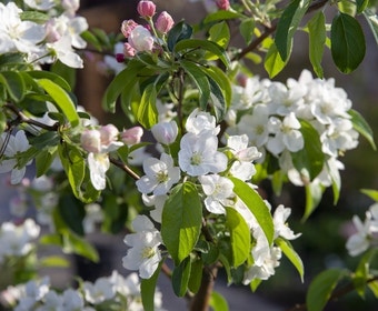 Zierapfel (Malus 'Professor Sprenger')