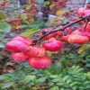 Zierapfel auf Stamm (Malus 'Red Sentinel')