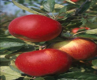 Leipflaume (Malus domestica 'Santana')