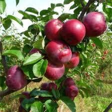 Apfelbaum (Malus domestica 'Spartan')