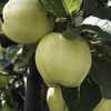 Ernteapfel (Malus domestica 'Transparente Jaune')