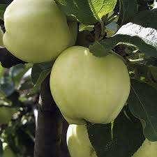 Ernteapfel (Malus domestica 'Transparente Jaune')