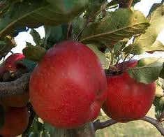 Leierapfel (Malus domestica 'Winston')