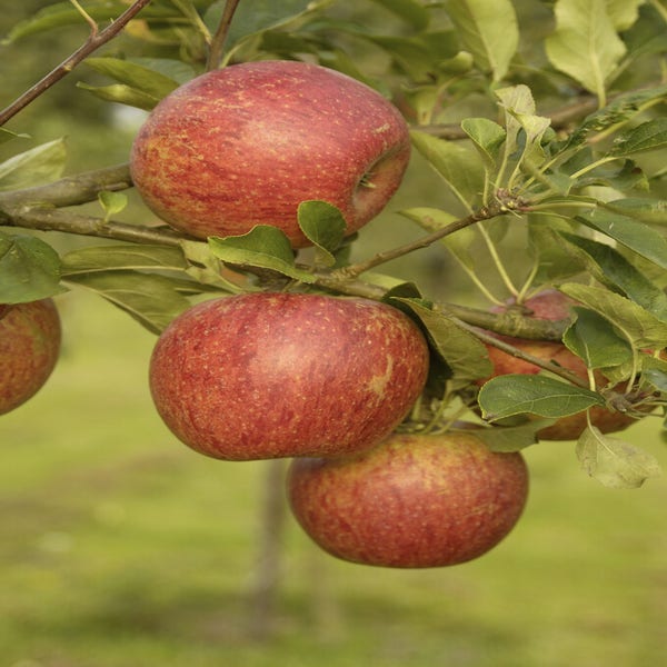 Malus (appel) Charles Ross