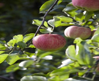 Apfelbaum (Malus domestica 'Elstar')