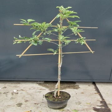 Spalier-Apfel (Malus domestica 'Lena')