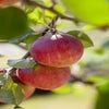 Apfelbaum (Malus domestica 'Red Devil')