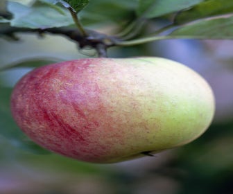 Liegender Apfel (Malus domestica 'Worcester Pearmain')