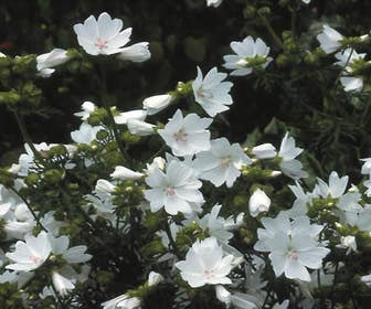 Moschus-Malve 'Alba' (Malva moschata 'Alba')