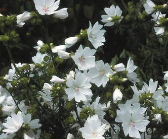 Moschus-Malve 'Alba' (Malva moschata 'Alba')