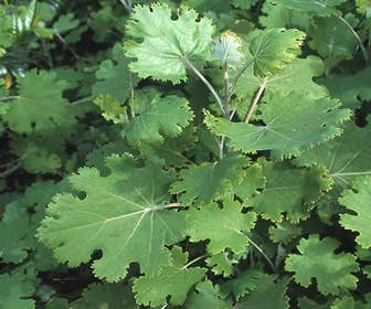 Federmohn (Macleaya microcarpa 'Kelway's Coral Plume')