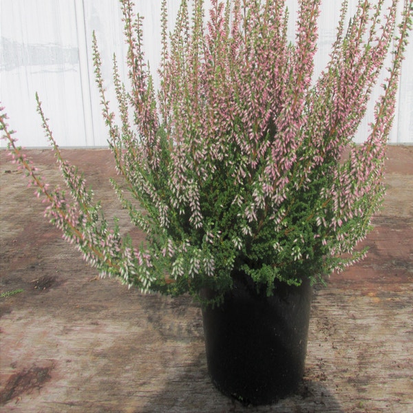  Calluna vulgaris Mandy C1,5