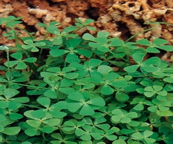 Kleeblatt-Farn (Marsilea quadrifolia)