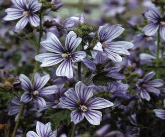 Käsekraut (Malva sylvestris 'Primley Blue')