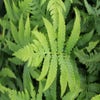 Bekerfarn (Matteuccia 'Orientalis')